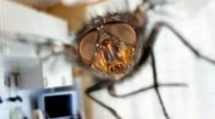 Летить у квартирі і як позбутися від них